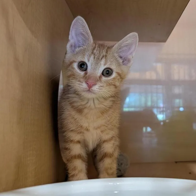 A baby small-sized male Orange / Red Domestic Short Hair cat named Carl for adoption in Washington Township, OH