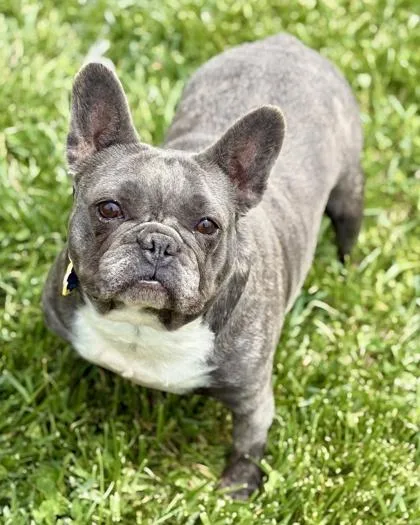 An adult medium-sized female French Bulldog dog named Kit Kat for adoption in Malvern, PA