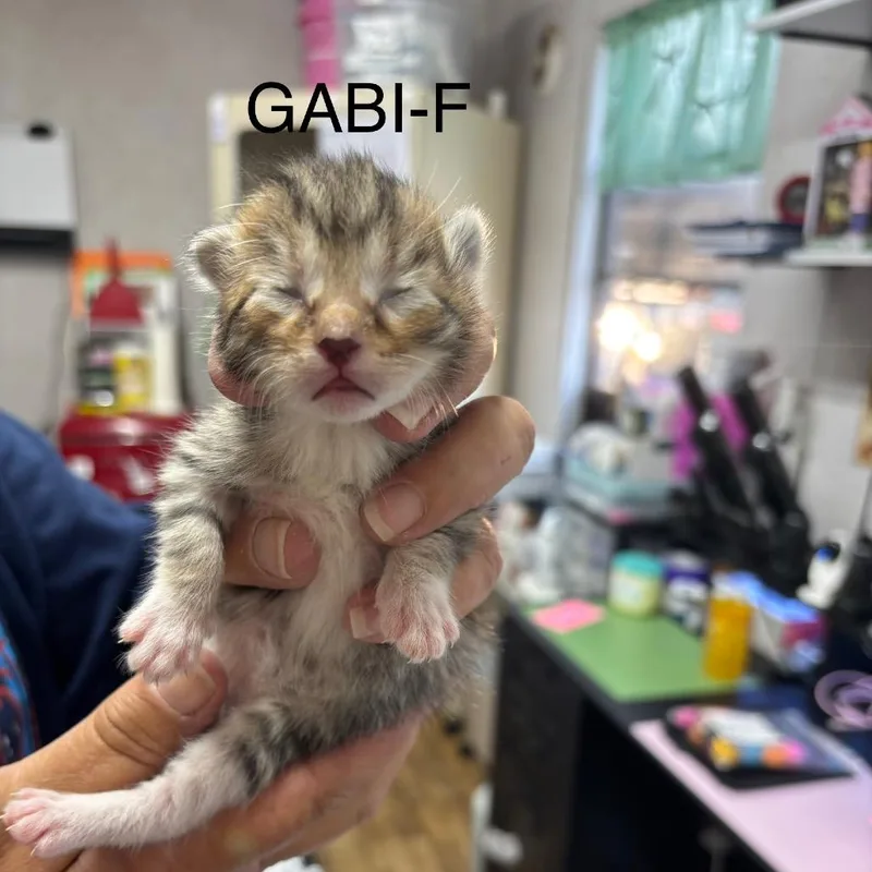 Gabi thumbnail 2