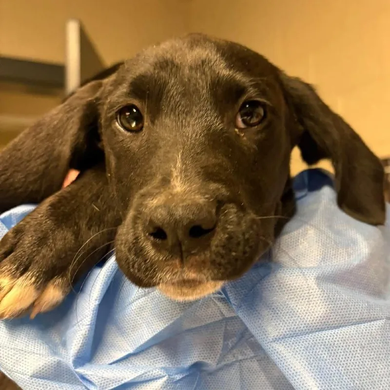 A baby small-sized male Mixed Breed dog named Luke for adoption in Huntington, WV