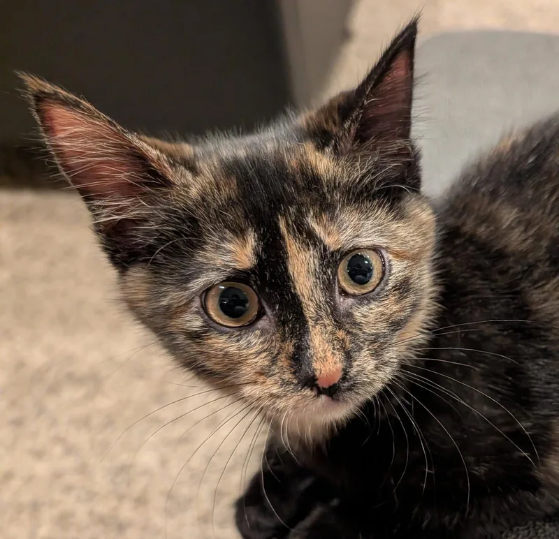 A baby medium-sized female Domestic Medium Hair cat named Pumpkin for adoption in Shawnee, KS