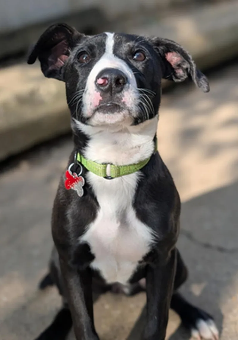 A young medium-sized female Labrador Retriever dog named Puppy Mints for adoption in Cuyahoga Falls, OH