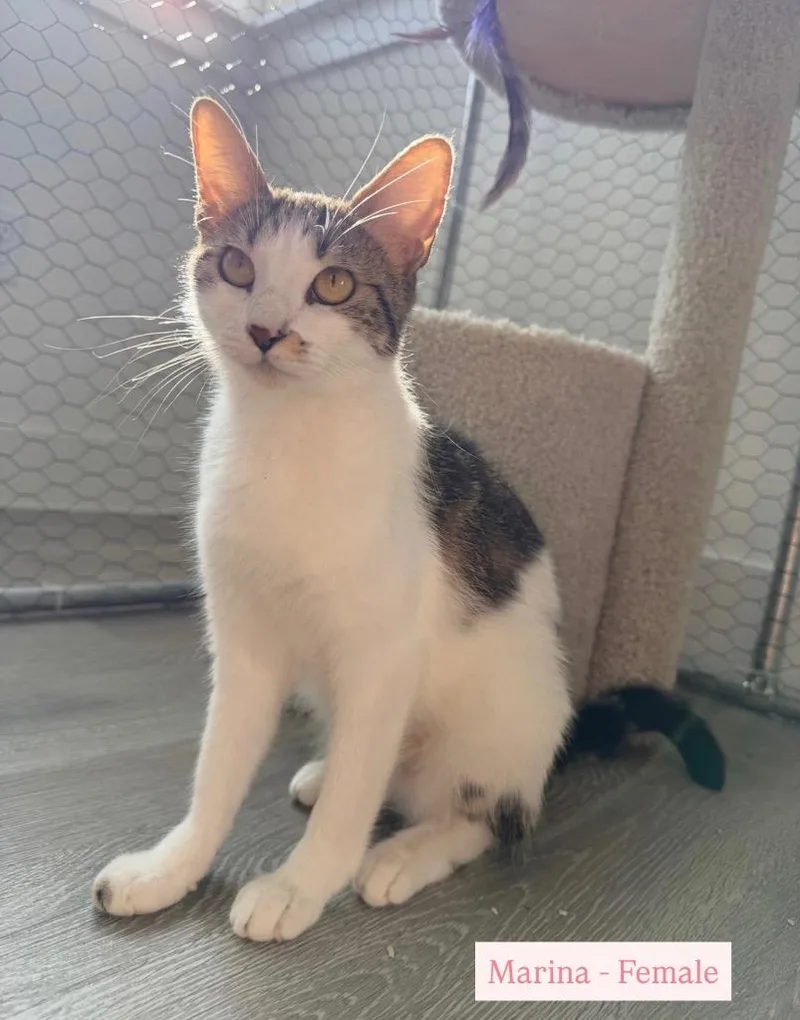 A young medium-sized female Tabby cat named Marina for adoption in San Antonio, TX