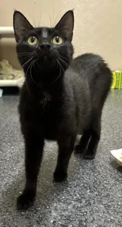 An adult small-sized female Domestic Short Hair cat named Great for adoption in Roseville, CA