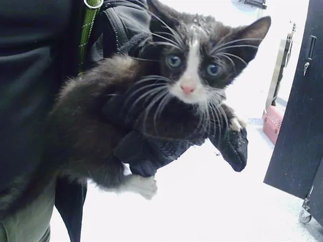 A baby small-sized female Domestic Short Hair cat named Lilac for adoption in Charlotte, NC