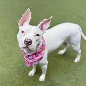 An adult medium-sized female White / Cream Mixed Breed dog named Coconut Jelly for adoption in Vassalboro, ME