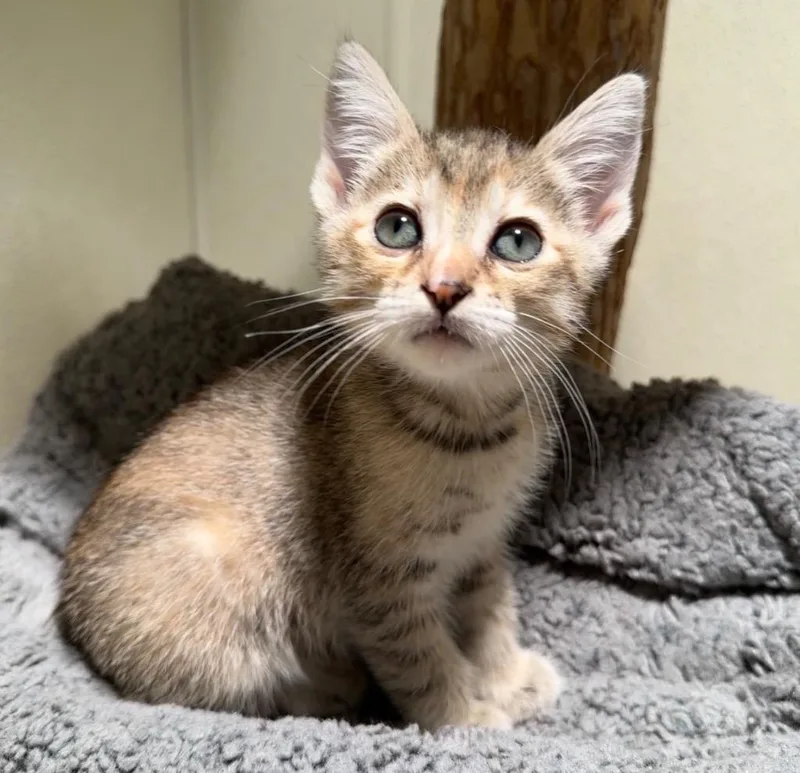 A baby small-sized female Domestic Short Hair cat named Natasha for adoption in Cambria, CA