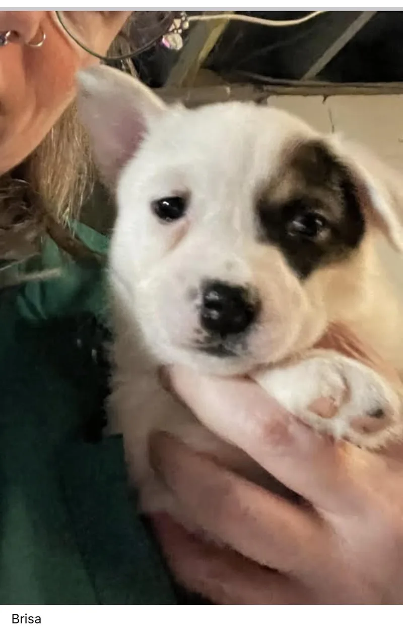 A baby medium-sized female White / Cream Australian Shepherd dog named Brisa for adoption in Plain City, OH