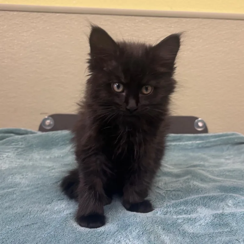 A baby small-sized female Black Domestic Short Hair cat named Tumble for adoption in Kyle, TX
