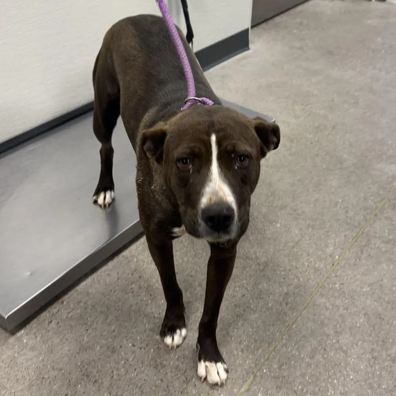 An adult medium-sized female Brown / Chocolate Mixed Breed dog named Como Tu for adoption in Las Cruces, NM