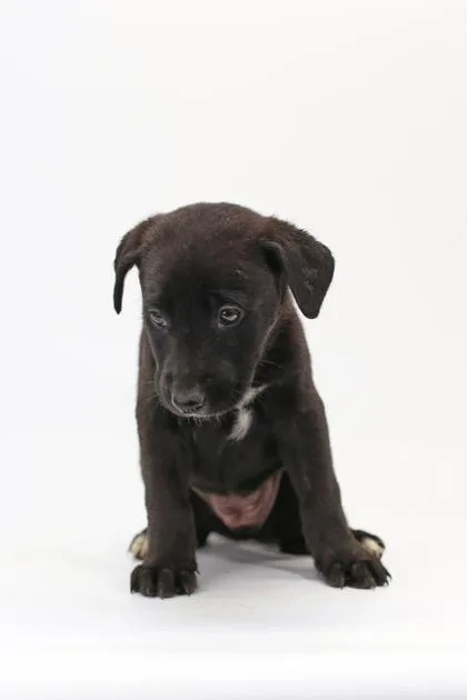 A baby large-sized female Anatolian Shepherd dog named Star for adoption in Morton Grove, IL