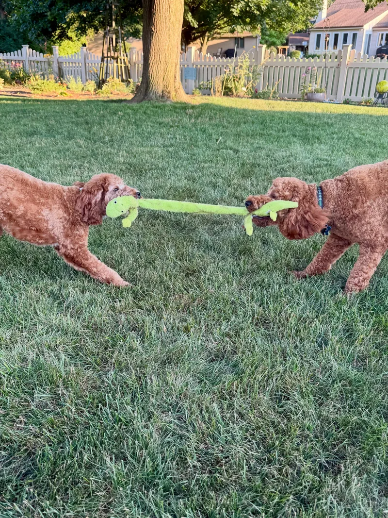 A young small-sized male Apricot / Beige Cavapoo dog named Bonded Pair Hudson and for adoption in Fort Wayne, IN
