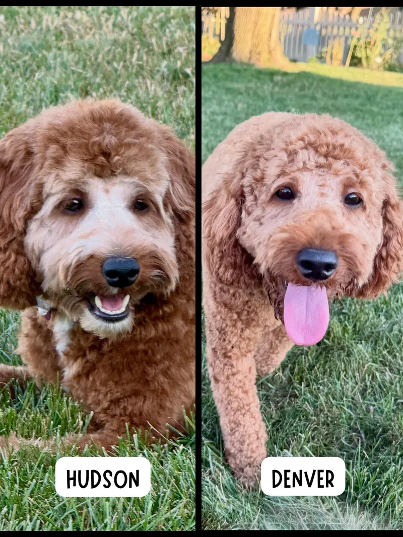 Bonded Pair Hudson and thumbnail 3