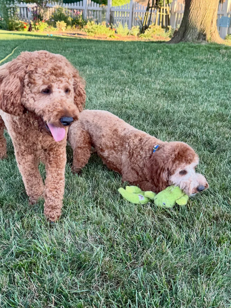Bonded Pair Hudson and thumbnail 4