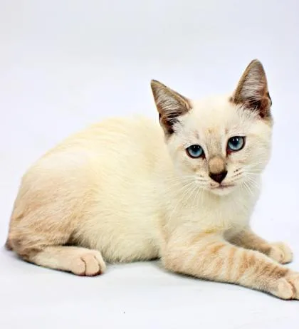A baby small-sized female Domestic Short Hair cat named Eleana for adoption in Morton Grove, IL