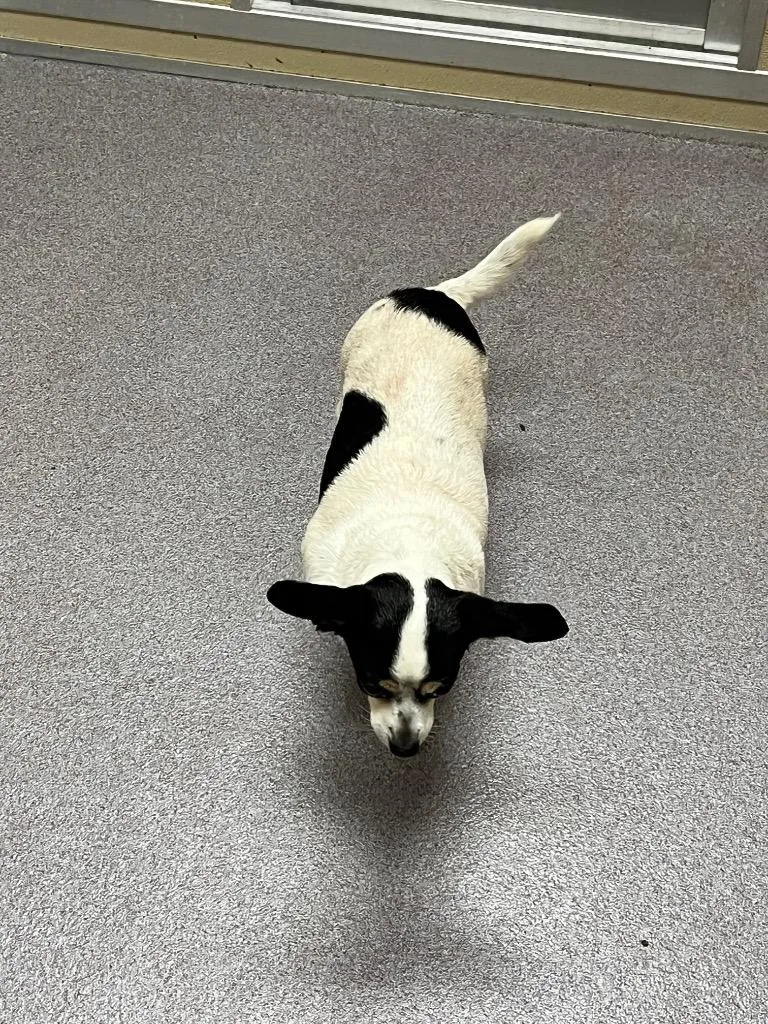 A senior medium-sized female Chihuahua dog named Rosey for adoption in Benton, AR