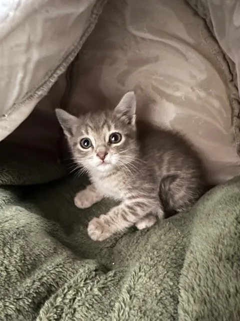 A baby small-sized male Domestic Short Hair cat named Sammie for adoption in Ontario, CA