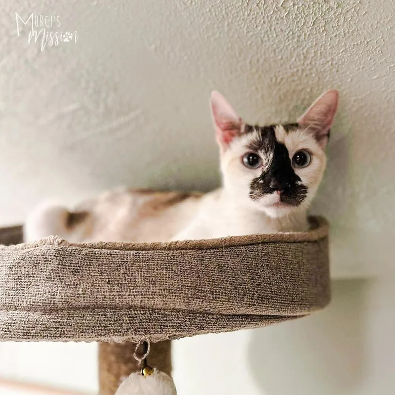 An adult medium-sized female Black & White / Tuxedo Domestic Short Hair cat named Crown for adoption in Spokane , WA