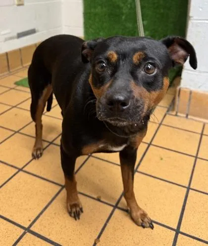 A young small-sized female Miniature Pinscher dog named Jade for adoption in Gainesville, FL