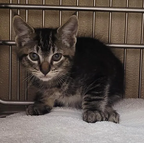 A baby small-sized male Domestic Short Hair cat named Snap for adoption in Vancouver, WA