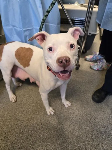 A young medium-sized female Pit Bull Terrier dog named Roxi for adoption in San Diego, CA