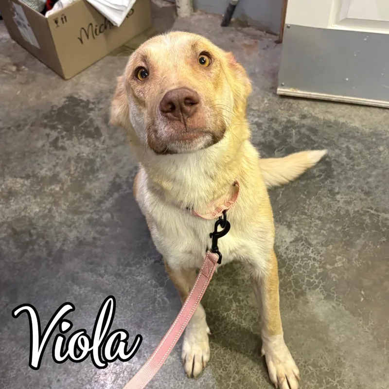 A young medium-sized female Retriever dog named Viola for adoption in Hillsboro, OH