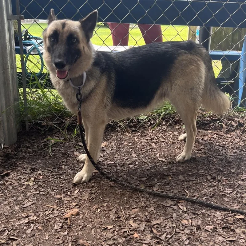 An adult medium-sized female Black Shepherd dog named Farah for adoption in Summerville, SC