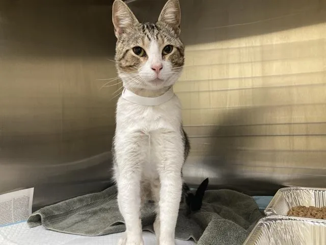 An adult medium-sized male Domestic Short Hair cat named Wallen for adoption in Tustin, CA