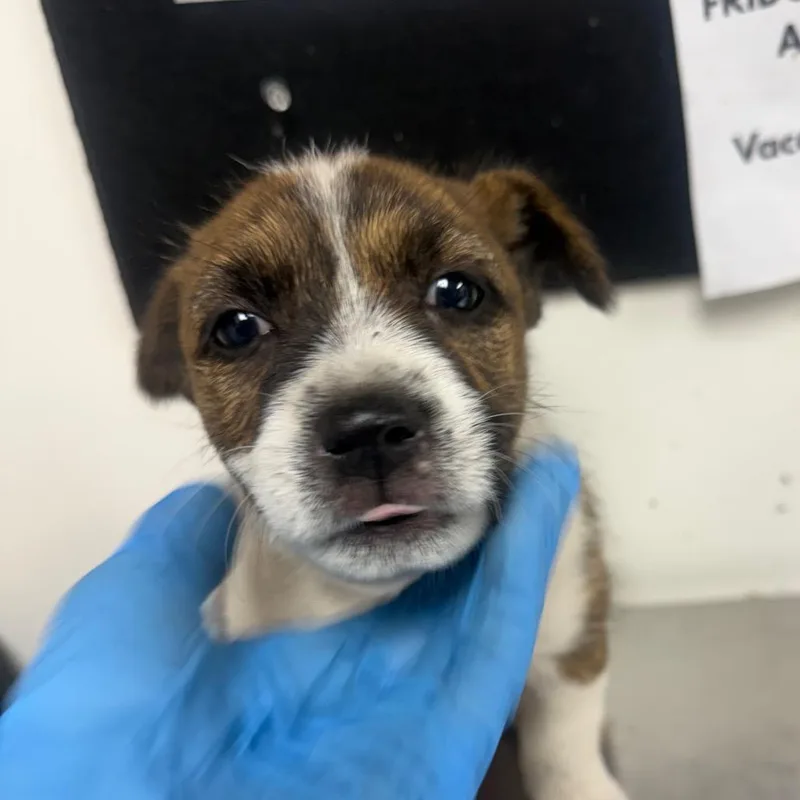 Nala