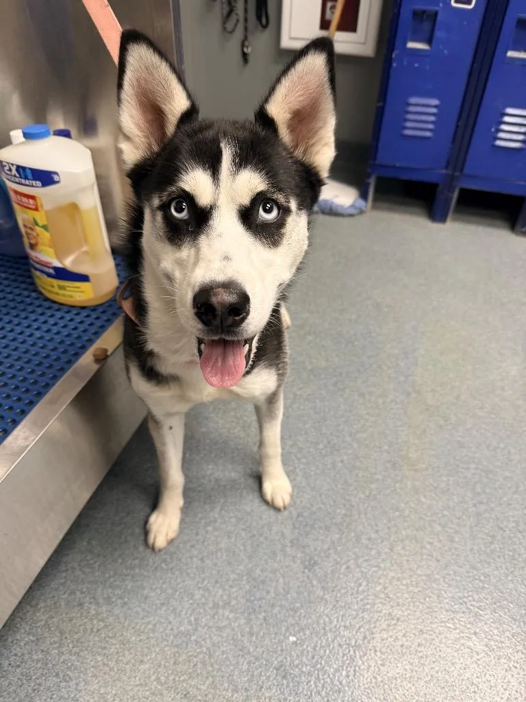 A young large-sized female Husky dog named Vela for adoption in Sapulpa, OK