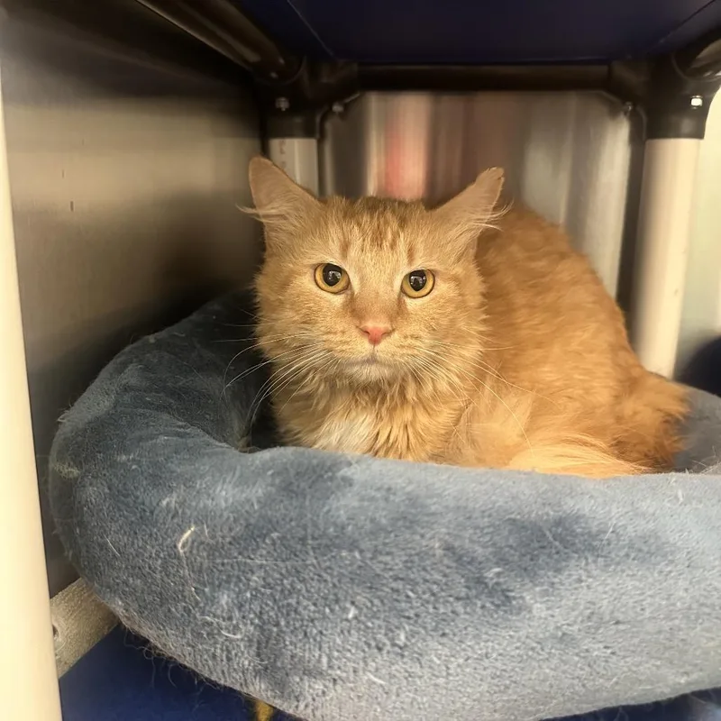A young medium-sized male Orange / Red Domestic Medium Hair cat named Eric for adoption in Columbia Station, OH