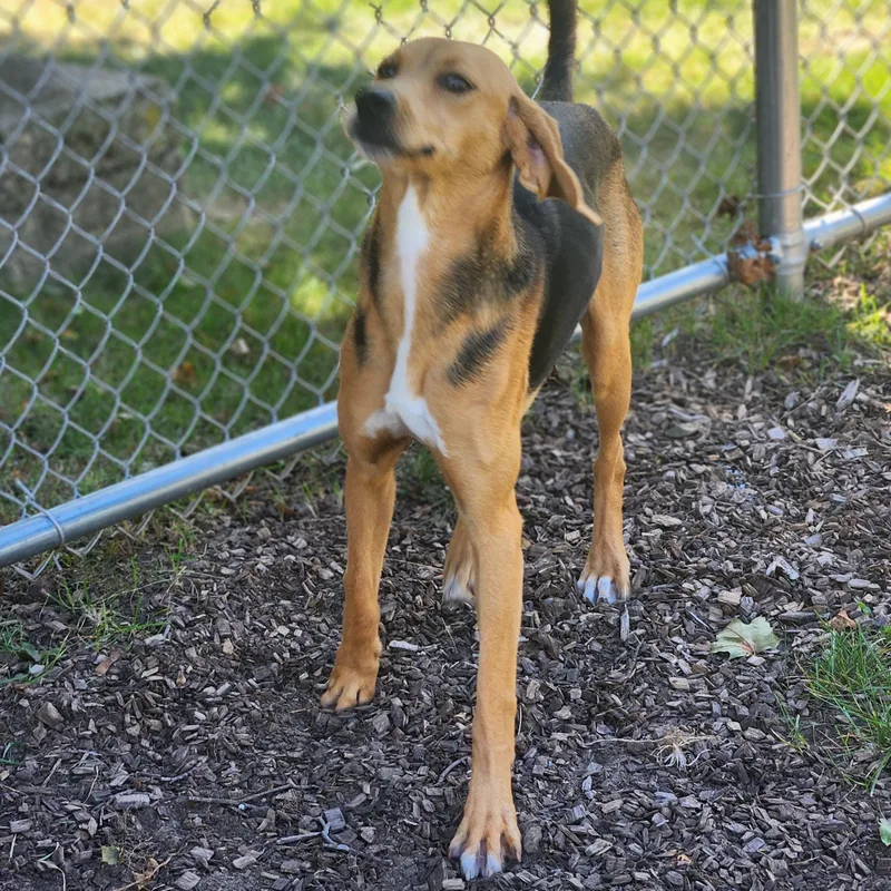 A young medium-sized female Treeing Walker Coonhound dog named Scout for adoption in Mount Pleasant, MI