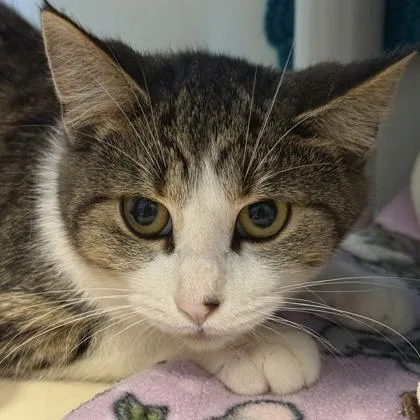 A young medium-sized female Tabby (Brown / Chocolate) Domestic Short Hair cat named Oliva Benson for adoption in Lansing, MI