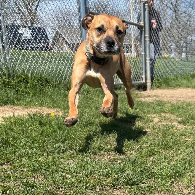 An adult medium-sized male Yellow / Tan / Blond / Fawn Pit Bull Terrier dog named Bart for adoption in Marshalltown, IA