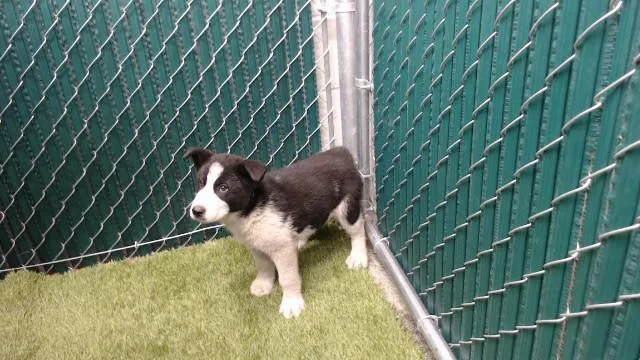 A baby medium-sized female Siberian Husky dog named Ada Wong for adoption in Downey, CA