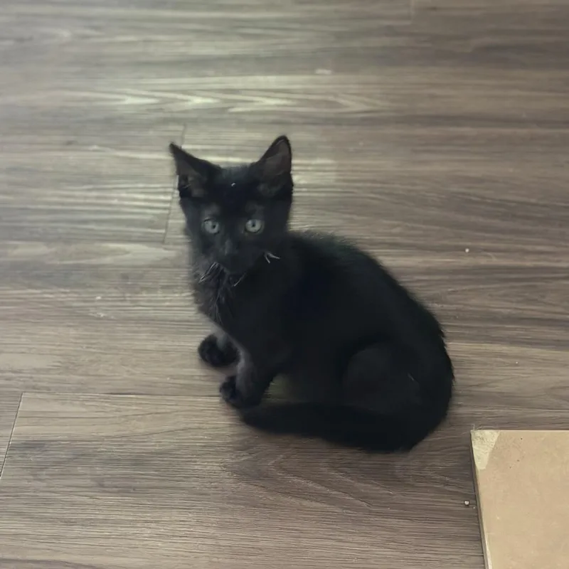 A baby small-sized female Black Domestic Short Hair cat named Raven for adoption in Santa Rosa, CA