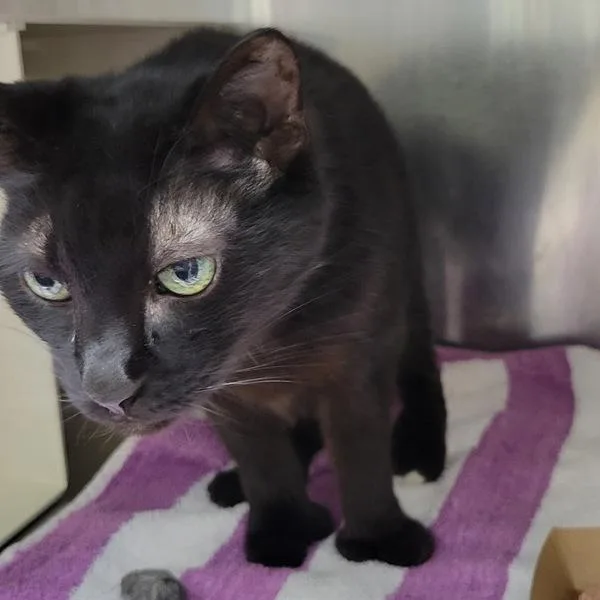 A senior small-sized female Domestic Short Hair cat named Sarah for adoption in Des Moines, IA