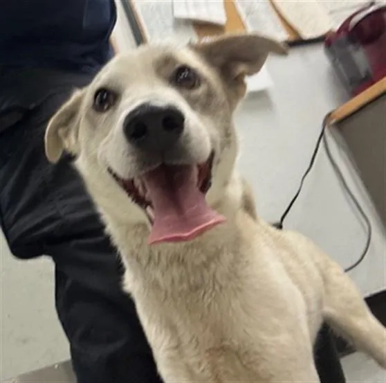 A young medium-sized male Carolina Dog dog named Hamlet for adoption in Van Nuys, CA