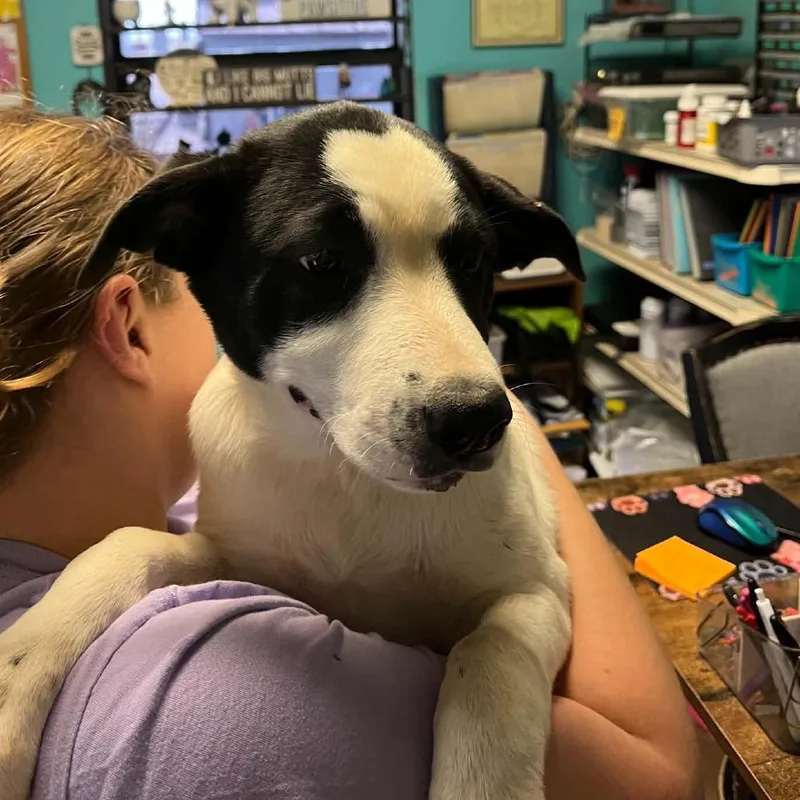 A baby medium-sized female White / Cream Border Collie dog named Dot for adoption in Stephenville, TX