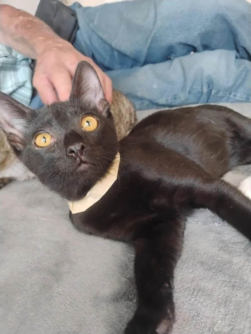 A young medium-sized male American Shorthair cat named Boo for adoption in Glendale, AZ