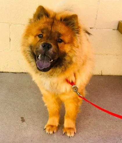 An adult medium-sized male Chow Chow dog named Ketchup for adoption in West Chester, PA
