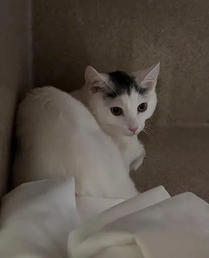 A baby medium-sized female Domestic Short Hair cat named Magic Dragon for adoption in Washington, DC