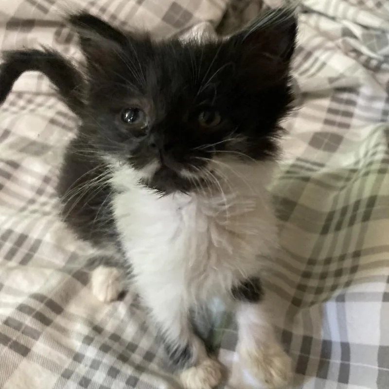 StacheJAA
