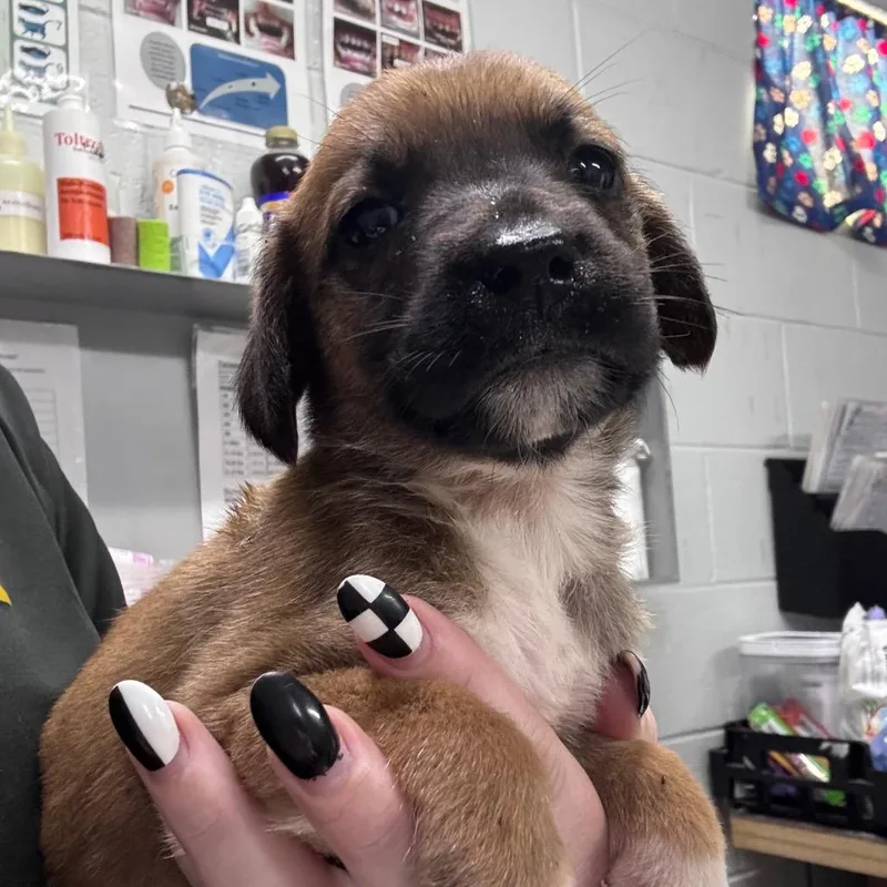 A baby small-sized female Red / Chestnut / Orange Mixed Breed dog named Radish for adoption in Summerville, SC