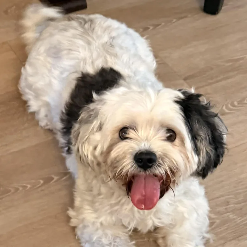 Cosmo