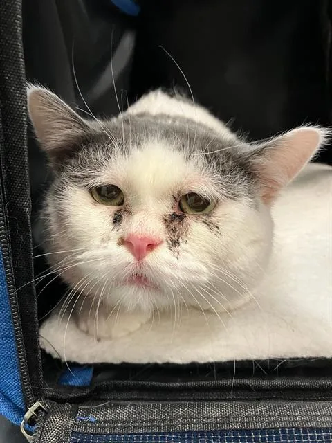 A young medium-sized male Domestic Short Hair cat named Monchito for adoption in Long Beach, CA