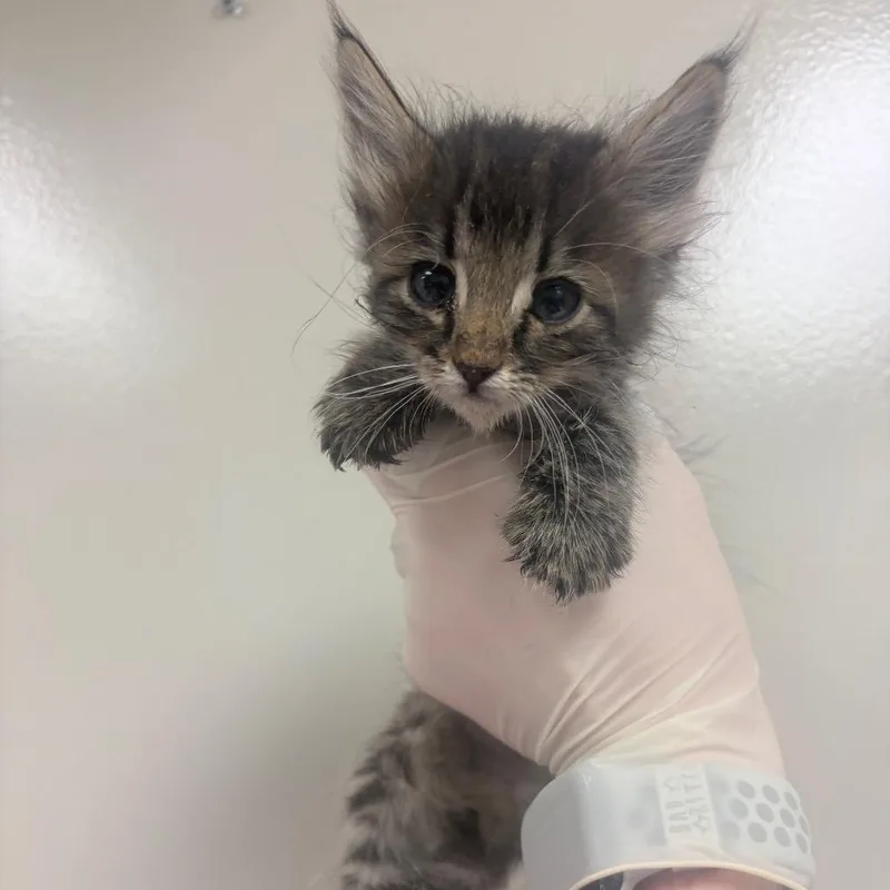 A baby small-sized male Brown / Chocolate Domestic Short Hair cat named Robert for adoption in Reno, NV