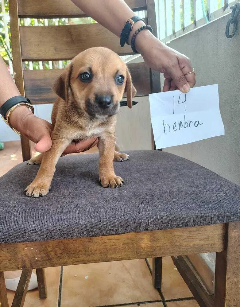 A baby small-sized female Brown / Chocolate Labrador Retriever dog named Esther for adoption in Naranjito, PR