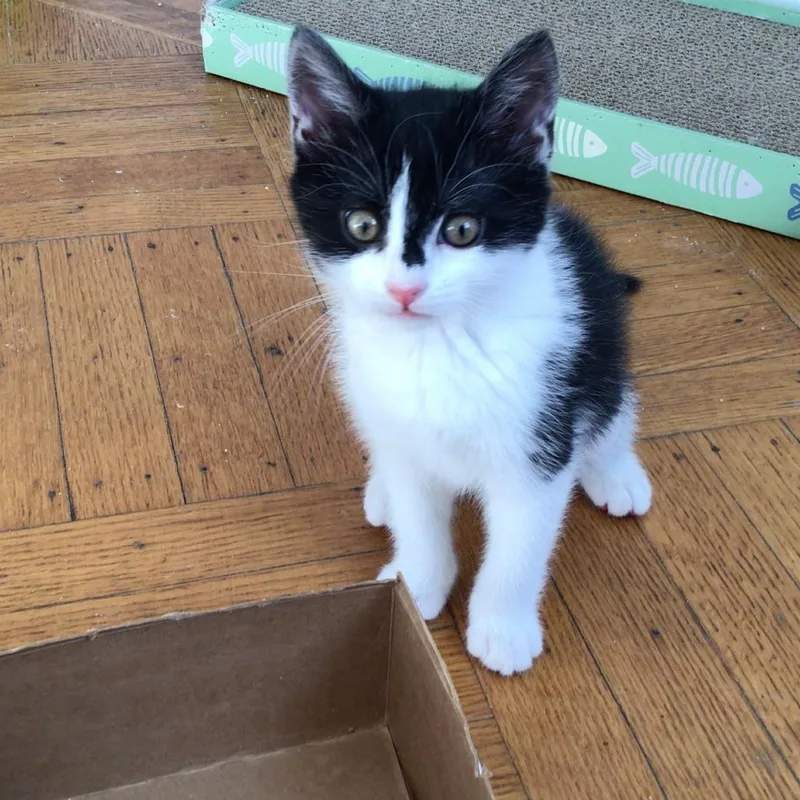 A baby small-sized female Black Domestic Short Hair cat named Lark Reyes for adoption in Merrifield, VA