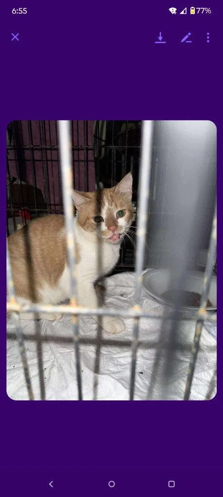A young medium-sized male Orange / Red Domestic Short Hair cat named Nerds for adoption in Cromwell, KY